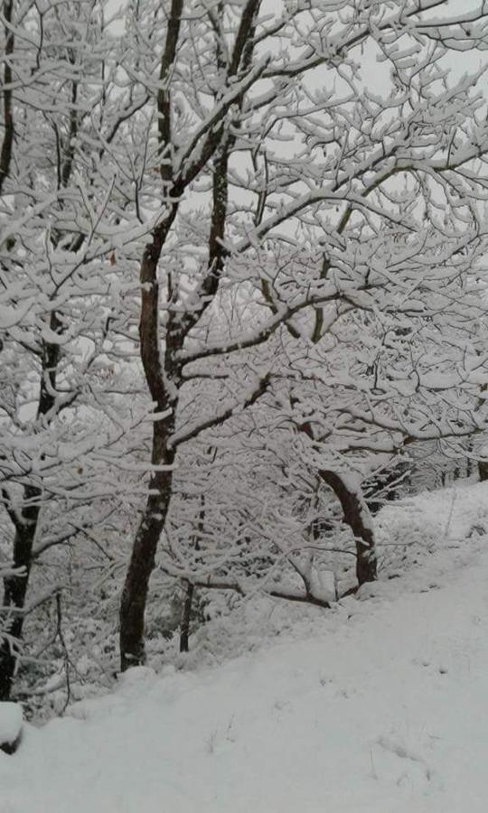 Kedros Chalet Agios Dimitrios  Bagian luar foto